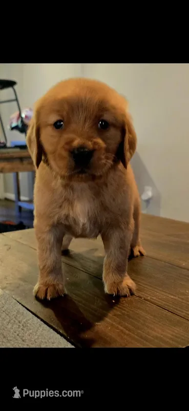 Boo Red AKC – Golden Retriever puppy for sale in Lexington, SC