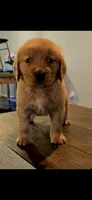 Boo Red AKC, a male Golden Retriever for sale in Lexington, SC – 1 of 5