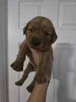 Luna Lime AKC, a female Golden Retriever for sale in Lexington, SC – 7 of 7