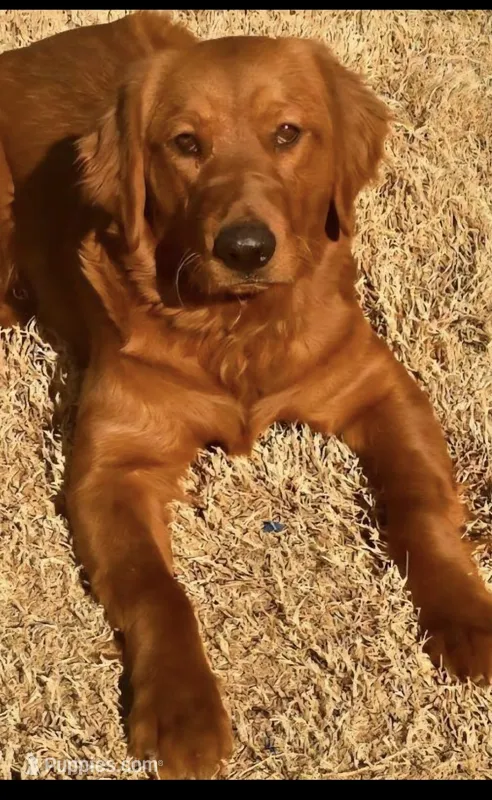 Soleil – Golden Retriever puppy for sale in Lexington, SC