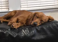 Soleil, a female Golden Retriever for sale in Lexington, SC – 9 of 10