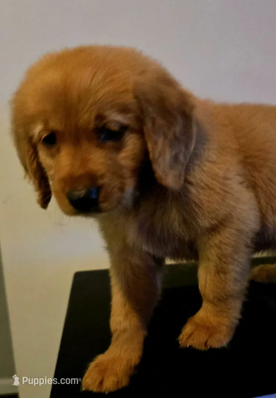 Luna Lime AKC – Golden Retriever puppy for sale in Lexington, SC