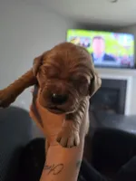 Luna Lime AKC, a female Golden Retriever for sale in Lexington, SC – 6 of 7