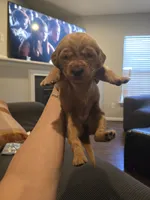 Akc dark red golden retriever litter , a female Golden Retriever for sale in Lexington, SC – 9 of 10