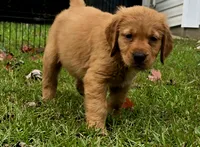 Boo Red AKC, a male Golden Retriever for sale in Lexington, SC – 2 of 5