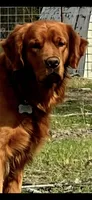 Shadow white AKC , a female Golden Retriever for sale in Lexington, SC – 3 of 4
