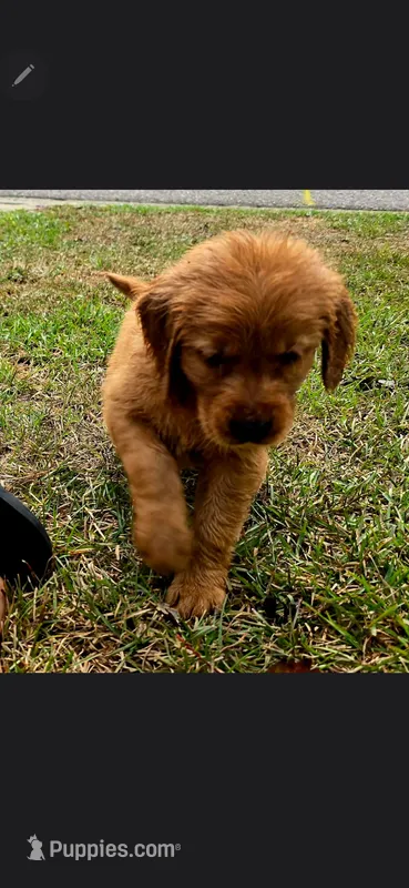 Shadow white AKC  – Golden Retriever puppy for sale in Lexington, SC