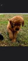 Shadow white AKC , a female Golden Retriever for sale in Lexington, SC – 1 of 4