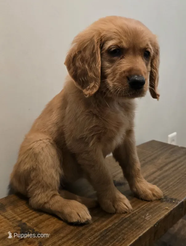 Luna Lime AKC – Golden Retriever puppy for sale in Lexington, SC
