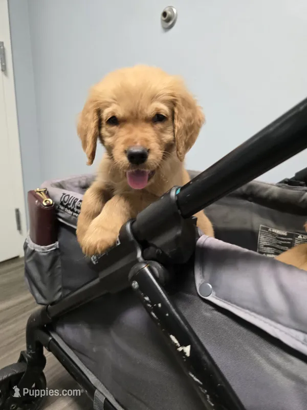 Smokey Brown Akc – Golden Retriever puppy for sale in Lexington, SC