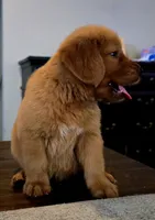 Bear AKC , a male Golden Retriever for sale in Lexington, SC – 2 of 5