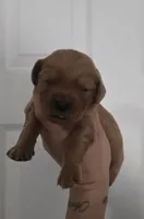 Akc dark red golden retriever litter , a female Golden Retriever for sale in Lexington, SC – 4 of 10