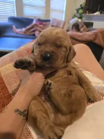 Luna Lime AKC, a female Golden Retriever for sale in Lexington, SC – 5 of 7