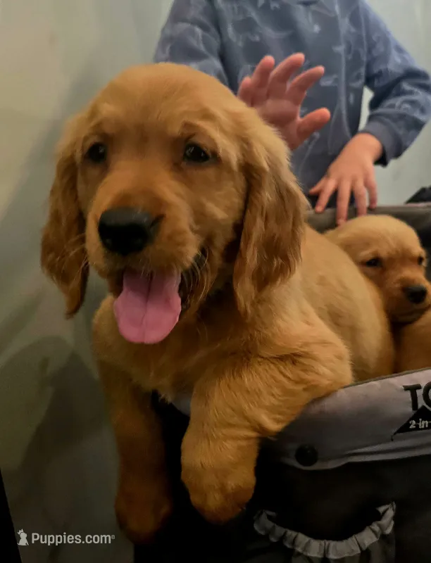 Luna Lime AKC – Golden Retriever puppy for sale in Lexington, SC