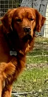 Akc dark red golden retriever litter , a female Golden Retriever for sale in Lexington, SC – 5 of 10
