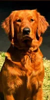 Shadow white AKC , a female Golden Retriever for sale in Lexington, SC – 2 of 5