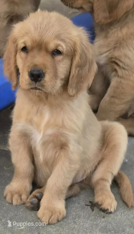 Smokey Brown Akc – Golden Retriever puppy for sale in Lexington, SC