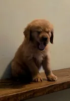 Smokey Brown Akc, a male Golden Retriever for sale in Lexington, SC – 2 of 5