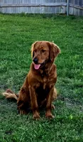 Soleil, a female Golden Retriever for sale in Lexington, SC – 8 of 10