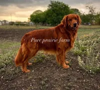 Luna Lime AKC, a female Golden Retriever for sale in Lexington, SC – 3 of 7