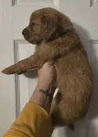 Luna Lime AKC, a female Golden Retriever for sale in Lexington, SC – 2 of 7