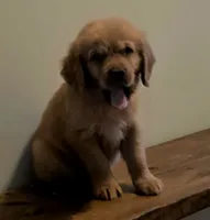 Smokey Brown Akc, a male Golden Retriever for sale in Lexington, SC – 1 of 5
