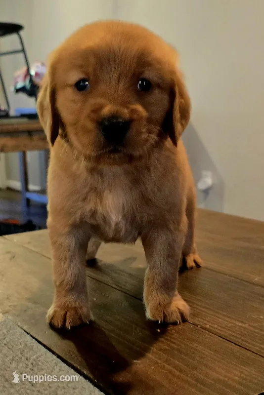 Boo Red AKC  – Golden Retriever puppy for sale in Lexington, SC