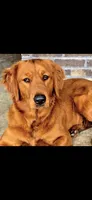 Soleil, a female Golden Retriever for sale in Lexington, SC – 10 of 10