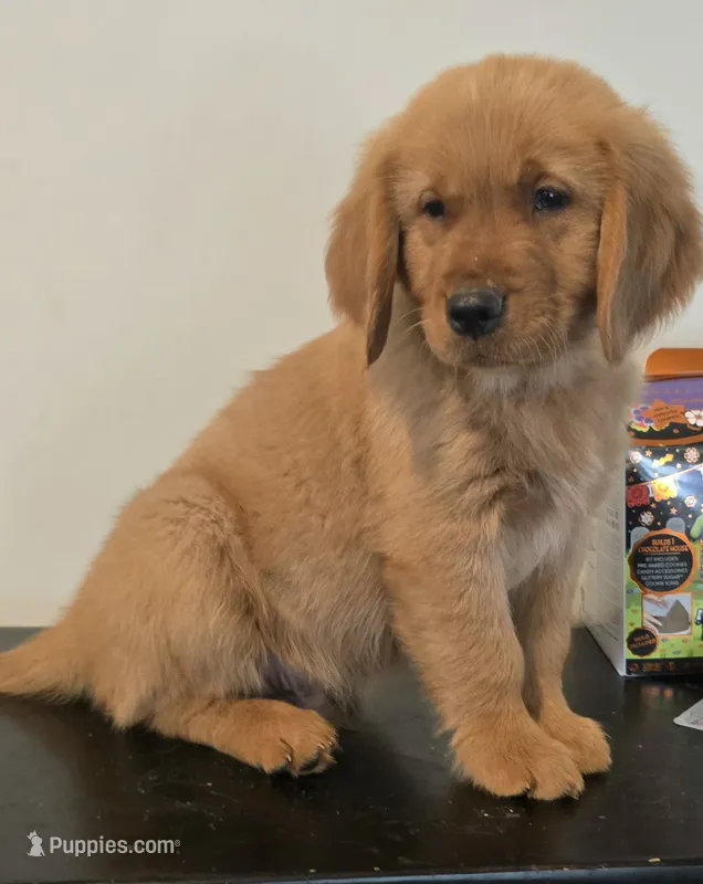 Bear AKC  – Golden Retriever puppy for sale in Lexington, SC