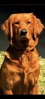 Bear AKC , a male Golden Retriever for sale in Lexington, SC – 3 of 5