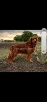 Bear AKC , a male Golden Retriever for sale in Lexington, SC – 4 of 5