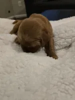 Akc dark red golden retriever litter , a female Golden Retriever for sale in Lexington, SC – 10 of 10