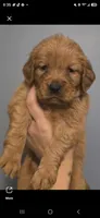 Shadow white AKC , a female Golden Retriever for sale in Lexington, SC – 1 of 5