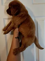 Boo Red AKC , a male Golden Retriever for sale in Lexington, SC – 2 of 2