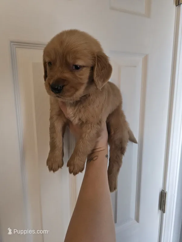 Boo Red AKC  – Golden Retriever puppy for sale in Lexington, SC