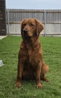 Soleil, a female Golden Retriever for sale in Lexington, SC – 3 of 10
