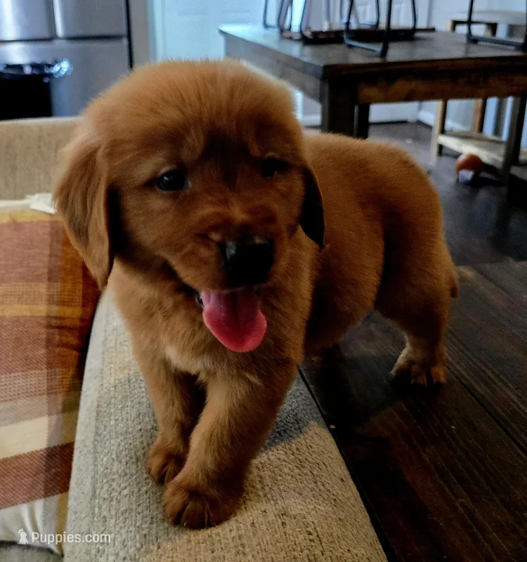 Bear AKC  – Golden Retriever puppy for sale in Lexington, SC