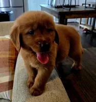 Bear AKC , a male Golden Retriever for sale in Lexington, SC – 1 of 5