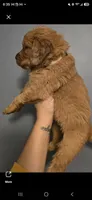 Shadow white AKC , a female Golden Retriever for sale in Lexington, SC – 4 of 5