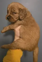 Pumpkin Purple , a female Golden Retriever for sale in Lexington, SC – 2 of 2