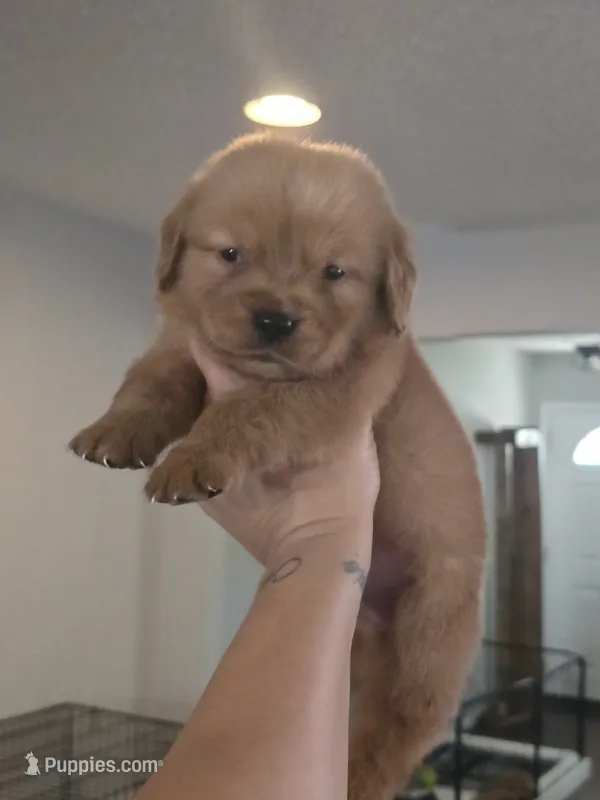 Smokey Brown Akc – Golden Retriever puppy for sale in Lexington, SC