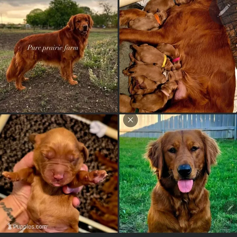 Akc dark red golden retriever litter  – Golden Retriever puppy for sale in Lexington, SC