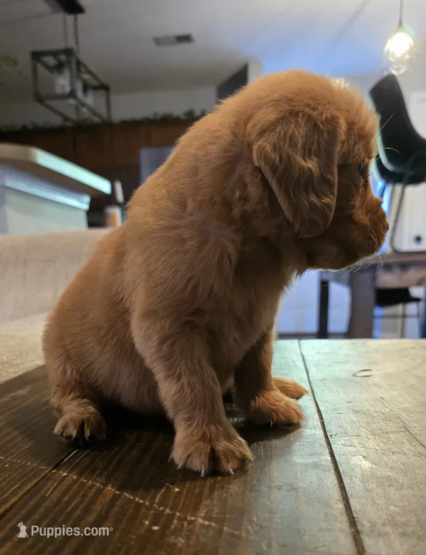Salem dark pink – Golden Retriever puppy for sale in Lexington, SC
