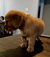 Boo Red AKC, a male Golden Retriever for sale in Lexington, SC – 5 of 5