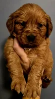 Casper Green AKC, a male Golden Retriever for sale in Lexington, SC – 3 of 6