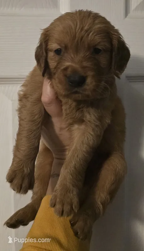 Luna Lime AKC – Golden Retriever puppy for sale in Lexington, SC