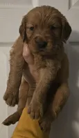 Luna Lime AKC, a female Golden Retriever for sale in Lexington, SC – 1 of 7
