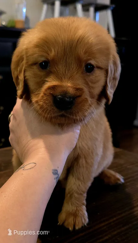 Luna Lime AKC – Golden Retriever puppy for sale in Lexington, SC