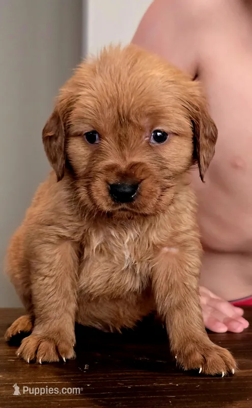 Casper Green AKC – Golden Retriever puppy for sale in Lexington, SC
