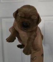Akc dark red golden retriever litter , a female Golden Retriever for sale in Lexington, SC – 6 of 10